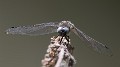 Libellula fulva male, frontal